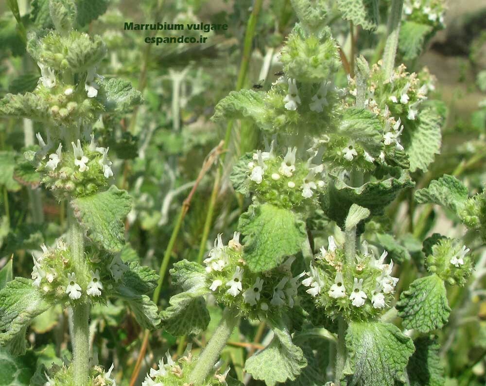  گندنای کوهی 